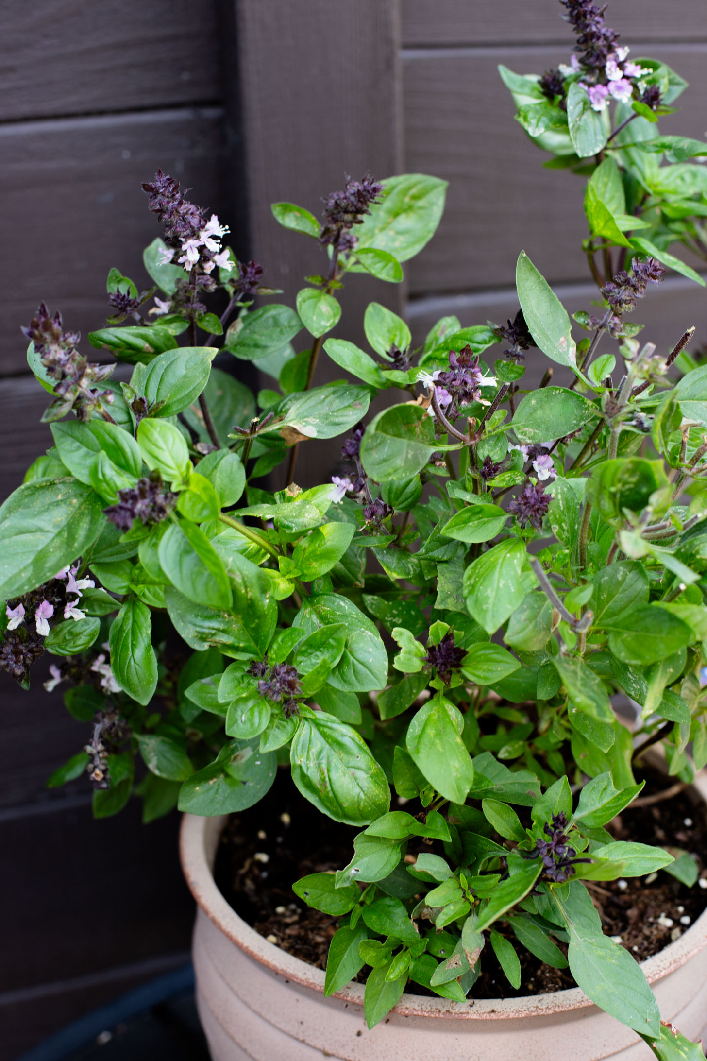 These Vegan Thai Beef Tacos are an explosion of flavor - filled with soy "beef" crumbles in a Thai-inspired sauce, spicy mayo, avocado & cabbage | ThisSavoryVegan.com